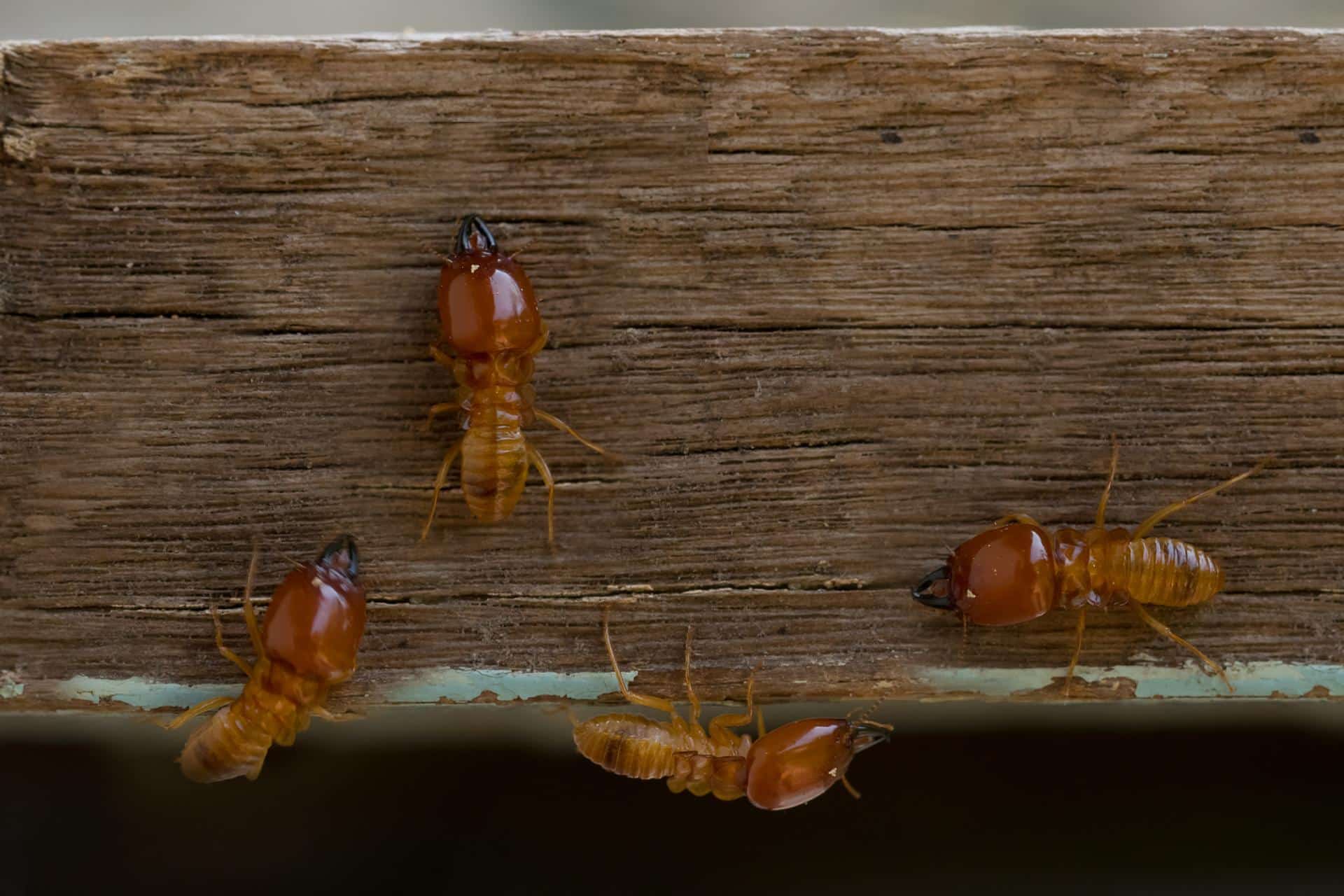 Termite Inspections: Protecting Your Property Starts With Experts