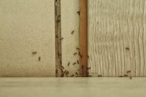 ant control