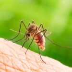 Mosquito control