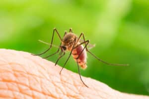 Mosquito control